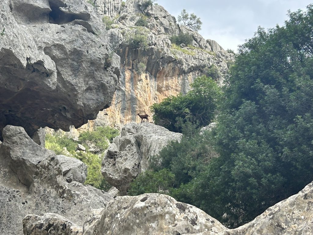 Eine verwilderte Ziege im Torrent de Lluc