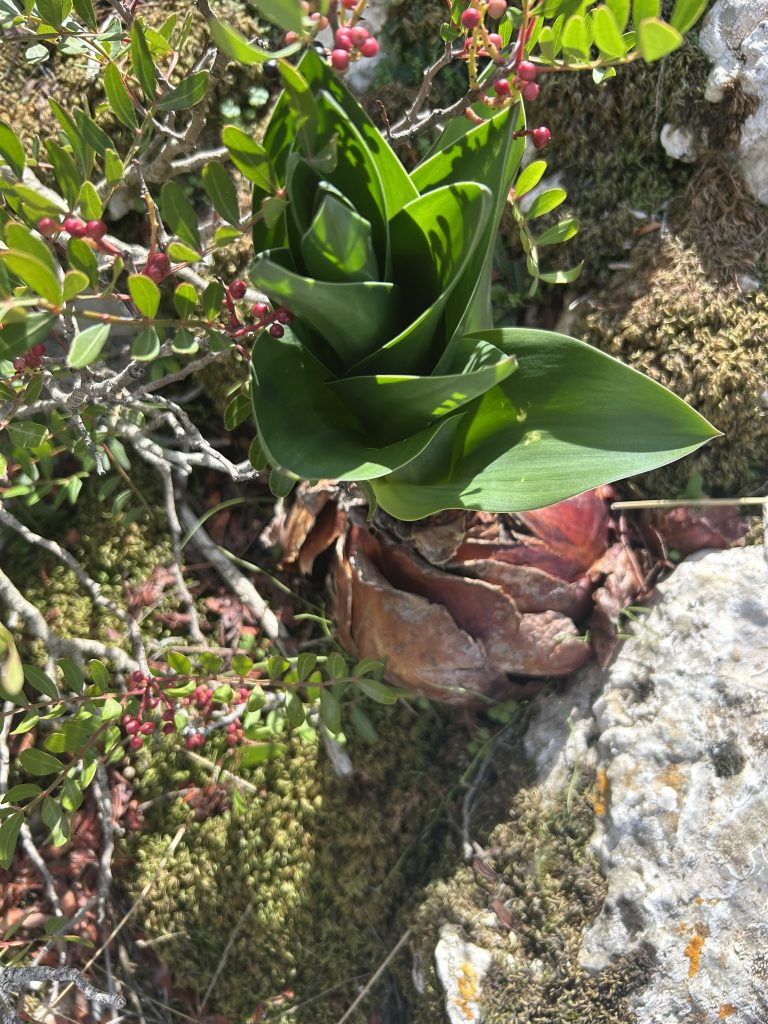 Interessante Vegetation